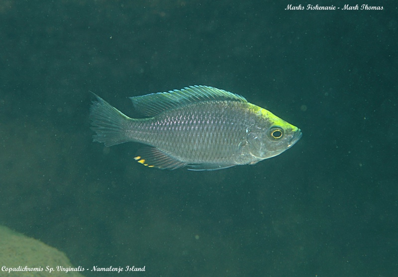 Copadichromis sp. 'virginalis namalenje' Namalenje Island